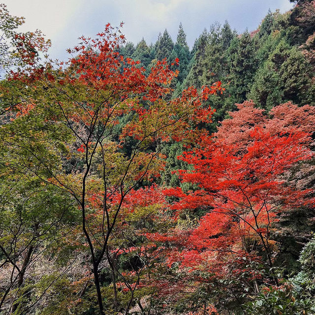 三池岳：初秋絕美🏞️🍂