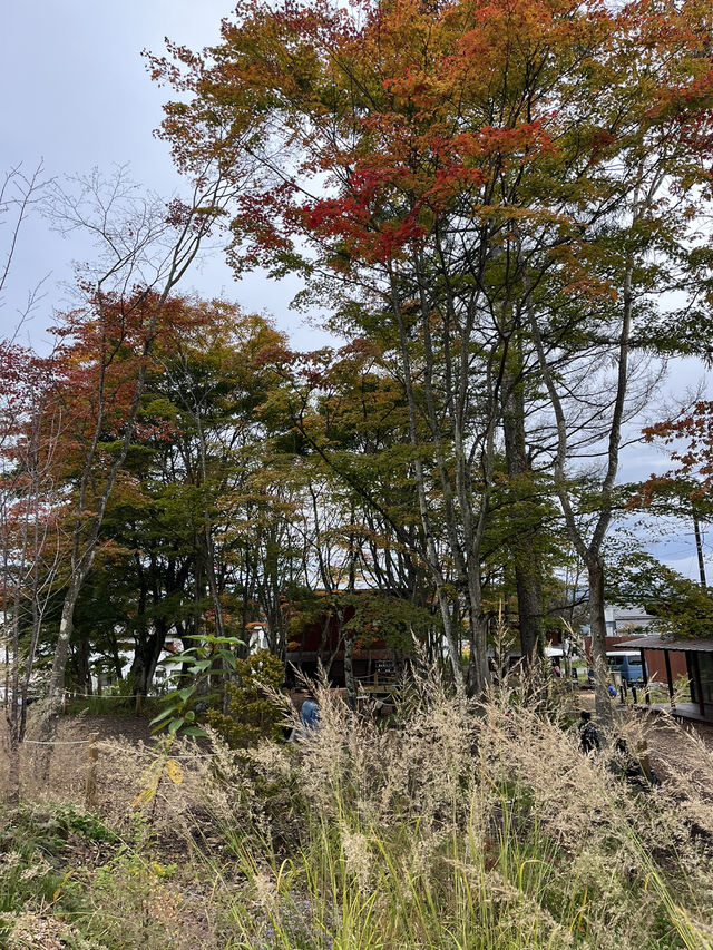 【軽井沢】軽井沢に新しく出来た複合施設🏠