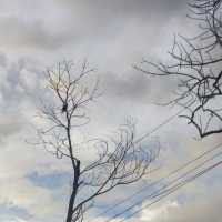 the silent majesty of a leafless tree