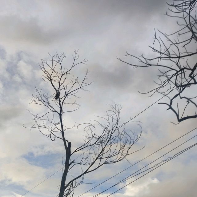 the silent majesty of a leafless tree