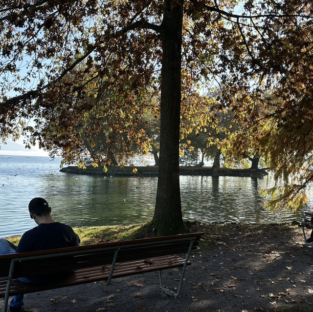 楚格湖畔的美麗公園