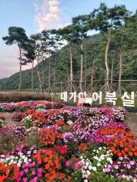 일몰무렵이 더 아름다운 가을꽃 천국🧡