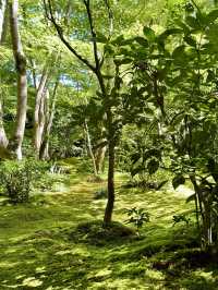 Kyoto’s Hidden Moss Garden Gem 🌿