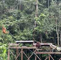Spectacular Orang Utan 😍