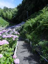 名古屋打卡聖地：形原溫泉紫陽花祭 