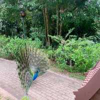 Tanjong Jara Resort: Your Dream Luxury Escape in Malaysia