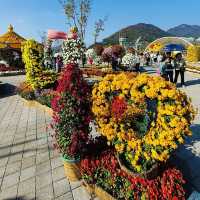 Vibrant Delight at Yangsan Chrysanthemum Festival!