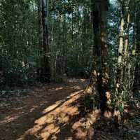 Explore the Natural Beauty of Atherton Tablelands