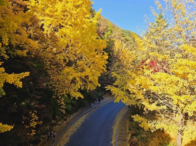 The glittering foliage at Yeonhwagyo, Guinsa at Danyang