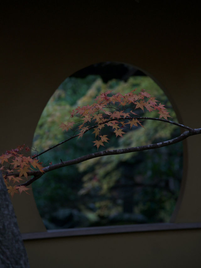 《松島》美しき紅葉を探しに🍁