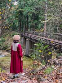 長野観光🥰🚂赤沢森林鉄道🚂素敵な紅葉を愛でながら癒される旅🍁