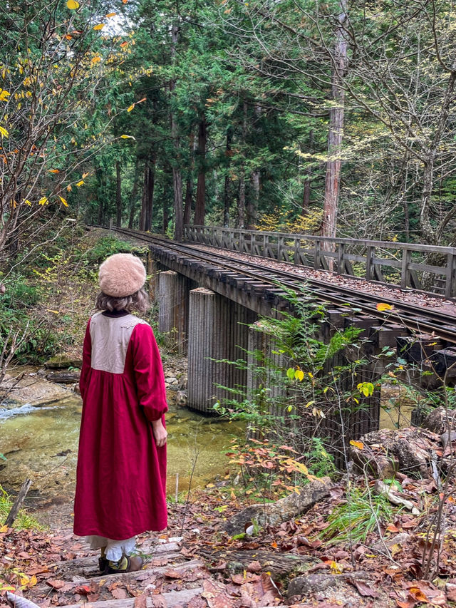 長野観光🥰🚂赤沢森林鉄道🚂素敵な紅葉を愛でながら癒される旅🍁