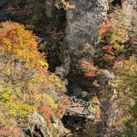 日本東北賞楓：鳴子峽與大深澤橋