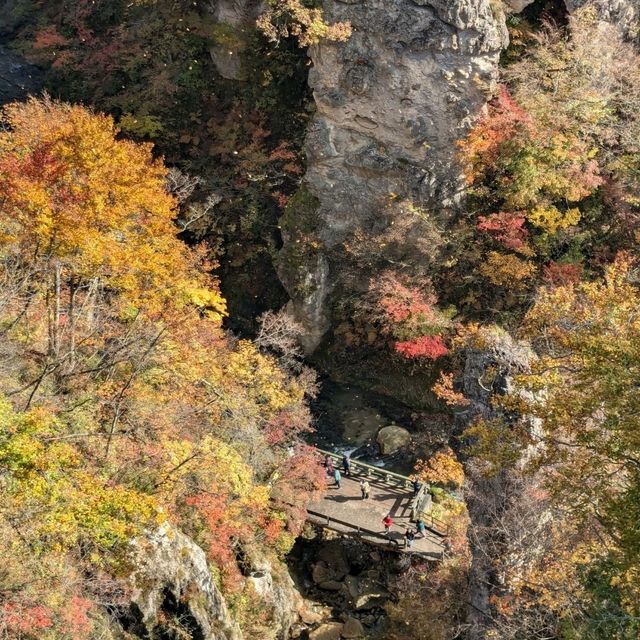 日本東北賞楓：鳴子峽與大深澤橋