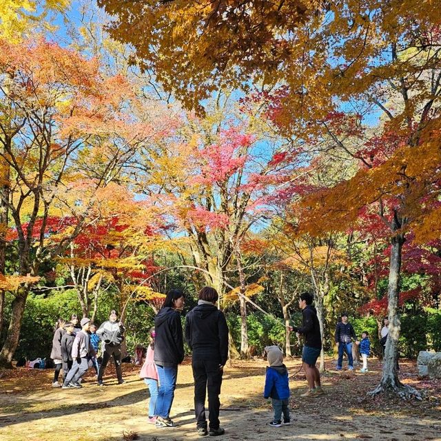 紅楓季書寫山漫步芬多精森林