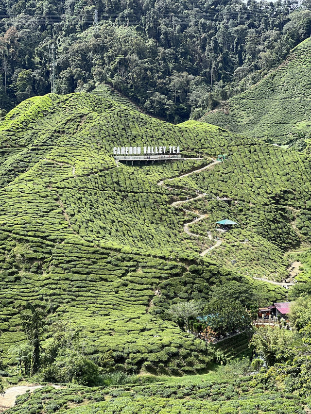 Cameron Highlands with Love!
