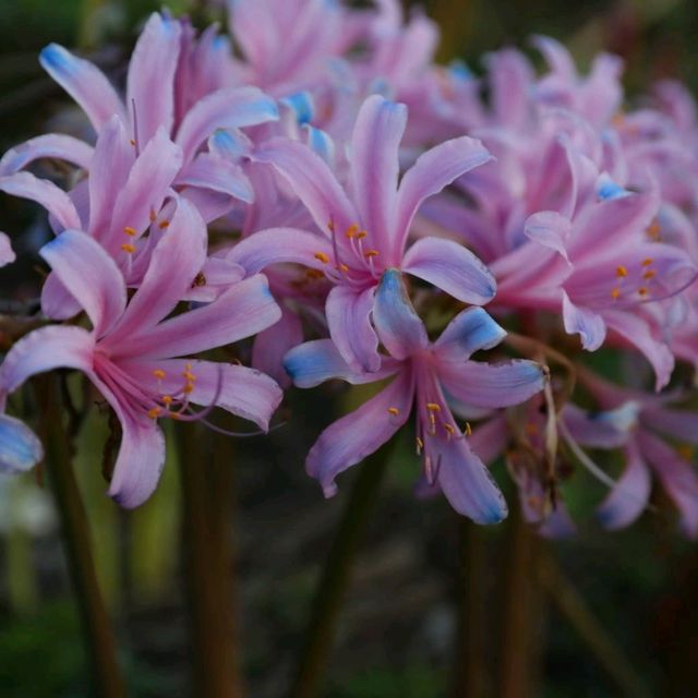紅藍石蒜