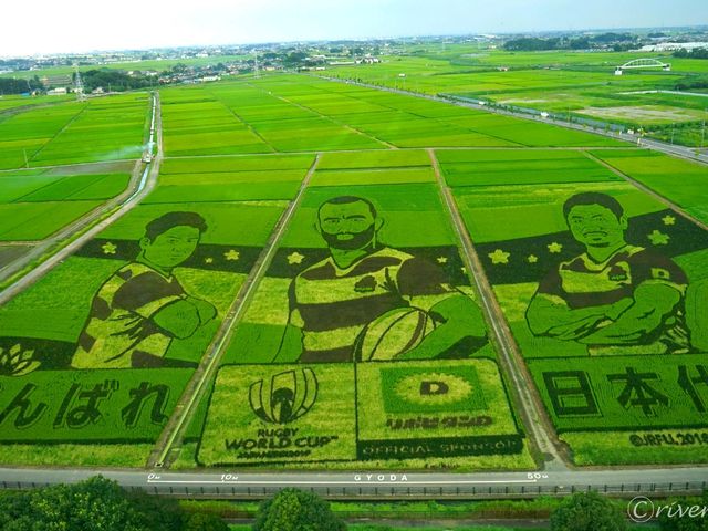 【埼玉県】ギネス認定！世界最大の行田・田んぼアート