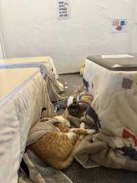 부산 10마리 이상의 고양이+코타츠+지브리 감성의 카페🐾 후미후미