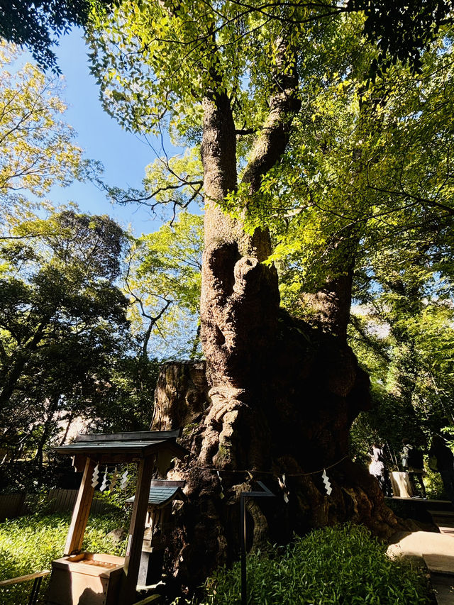 【日本伊東】來宮神社：日本能量景點，樹齡超過2000年的巨楠