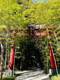 【日本伊東】來宮神社：日本能量景點，樹齡超過2000年的巨楠
