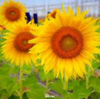 🌻✨ ปักหมุดที่เที่ยวสุดว้าว! ทุ่งทานตะวัน กฟผ. ไทร