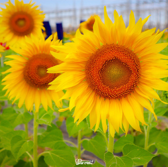 🌻✨ ปักหมุดที่เที่ยวสุดว้าว! ทุ่งทานตะวัน กฟผ. ไทร