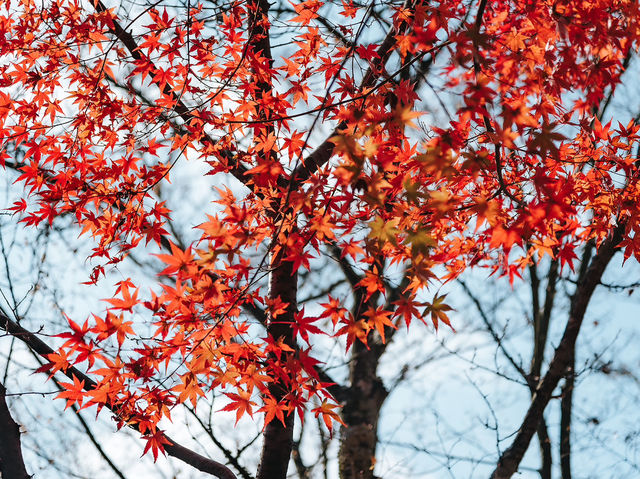 Ryōanji Temple 🍁