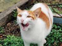 Houtong Cat Village สวรรค์ของคนรักแมว