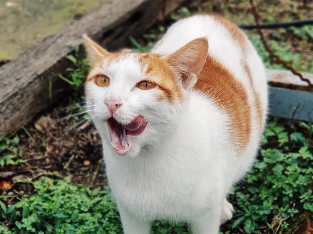 Houtong Cat Village สวรรค์ของคนรักแมว