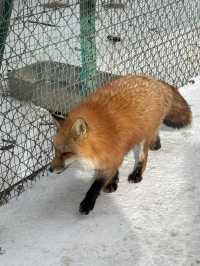 Feeling Foxy at Zao Fox Village