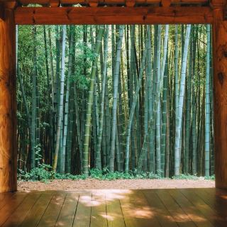 Juknokwon Bamboo Forest (Damyang)