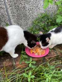 Houtong Cat Village: Purr-fectly Quirky