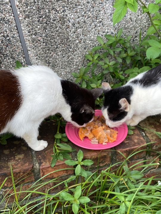 Houtong Cat Village: Purr-fectly Quirky