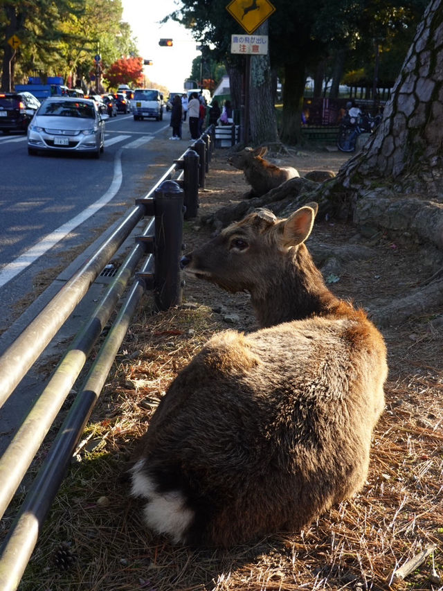 【奈良公園】自然と歴史と鹿に癒される旅🫎