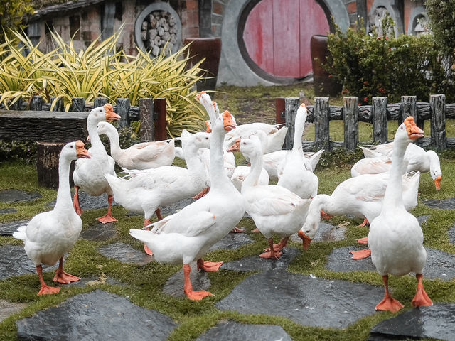 เพลิดเพลินไปกับสัตว์สุดน่ารักที่ Alpaca Hill 🐩🪿