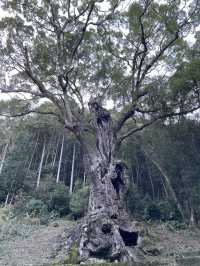 佐賀｜三千年神木跟茅之輪除厄 溫泉鄉武雄神社求愛情傘簽