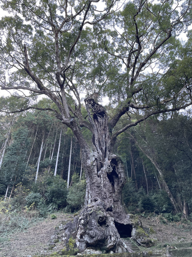 佐賀｜三千年神木跟茅之輪除厄 溫泉鄉武雄神社求愛情傘簽