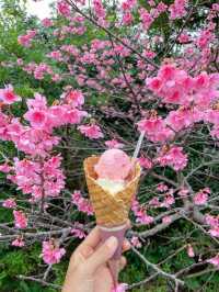【沖縄】本部町 日本でいちばん早い桜まつりへ出掛けてみよう