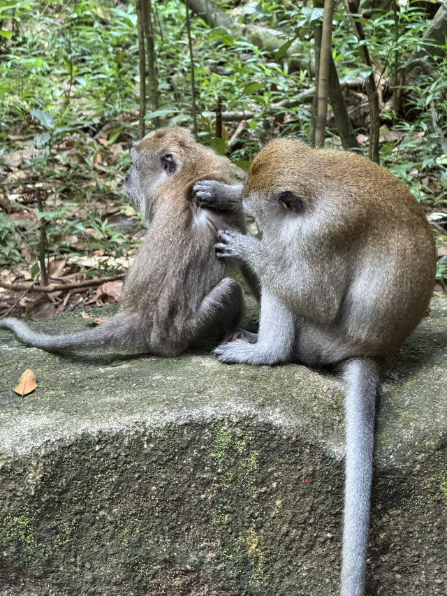 Perfect Escape -MacRitchie Reservoir