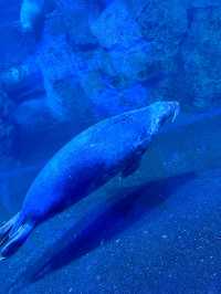 橫濱八景島海島樂園——與活力滿滿的海洋生物相遇！