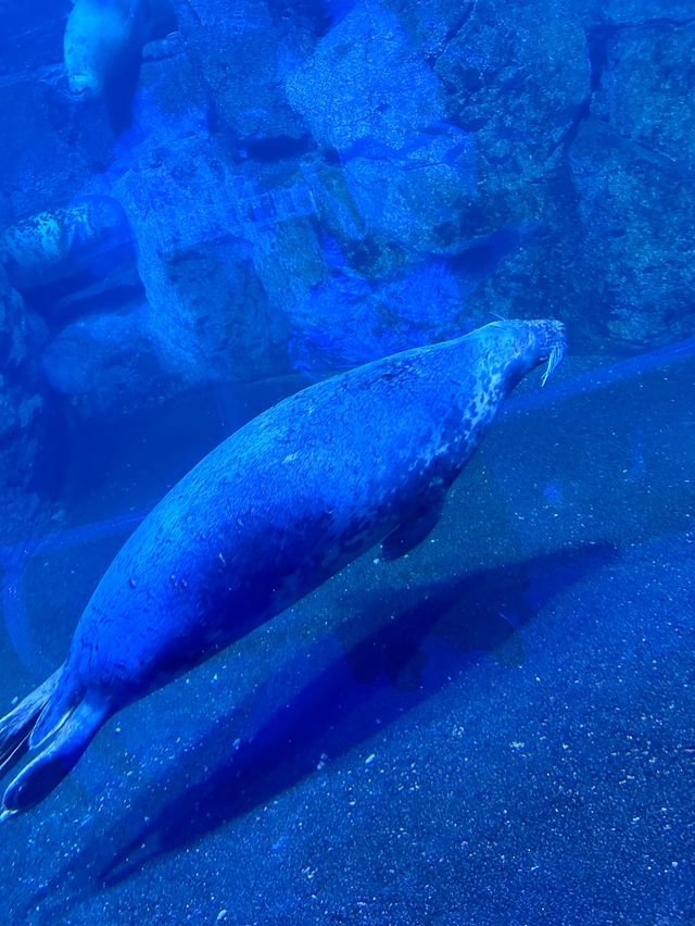 橫濱八景島海島樂園——與活力滿滿的海洋生物相遇！