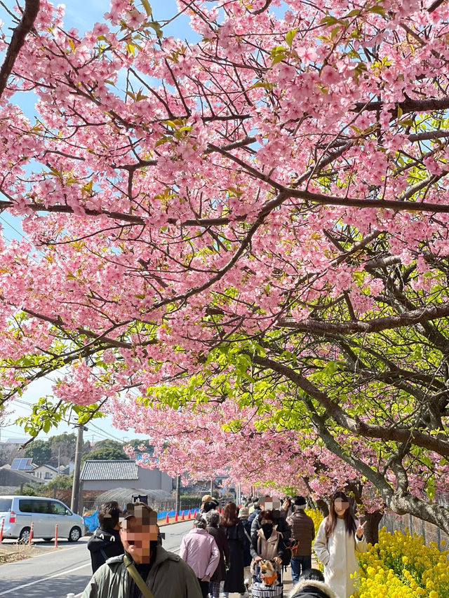 【神奈川×三浦海岸】桜、菜の花、電車のshot！お得きっぷを使って・・一足早く春旅へ・・