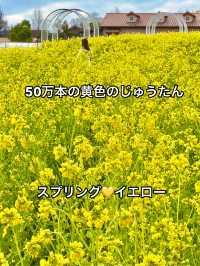 大阪 ❤︎ 甲子園球場の8倍もある公園のお花畑💐💛 