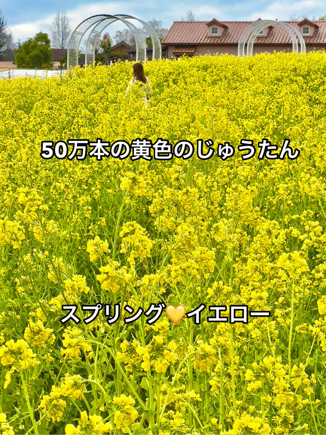 大阪 ❤︎ 甲子園球場の8倍もある公園のお花畑💐💛 