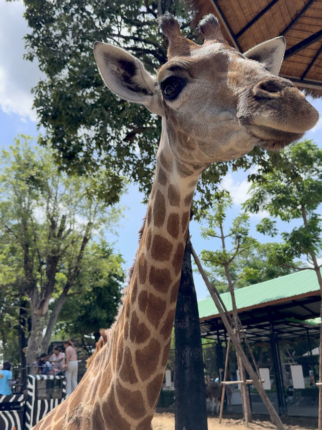 泰國曼谷必去景點🦒大城獅子動物園🐅🦓