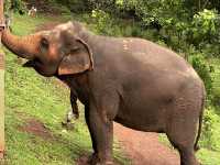 #Chang Mai elephant friends 來場跟大象近距離的接觸吧！
