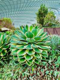 A Floral Paradise: Flower Dome Singapore