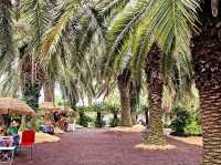 An enchanting palm forest in Jeju, Sangari Palm Forest