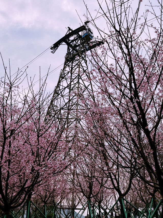 🌸 東涌櫻花園：必去的粉紅夢幻之地 🌸